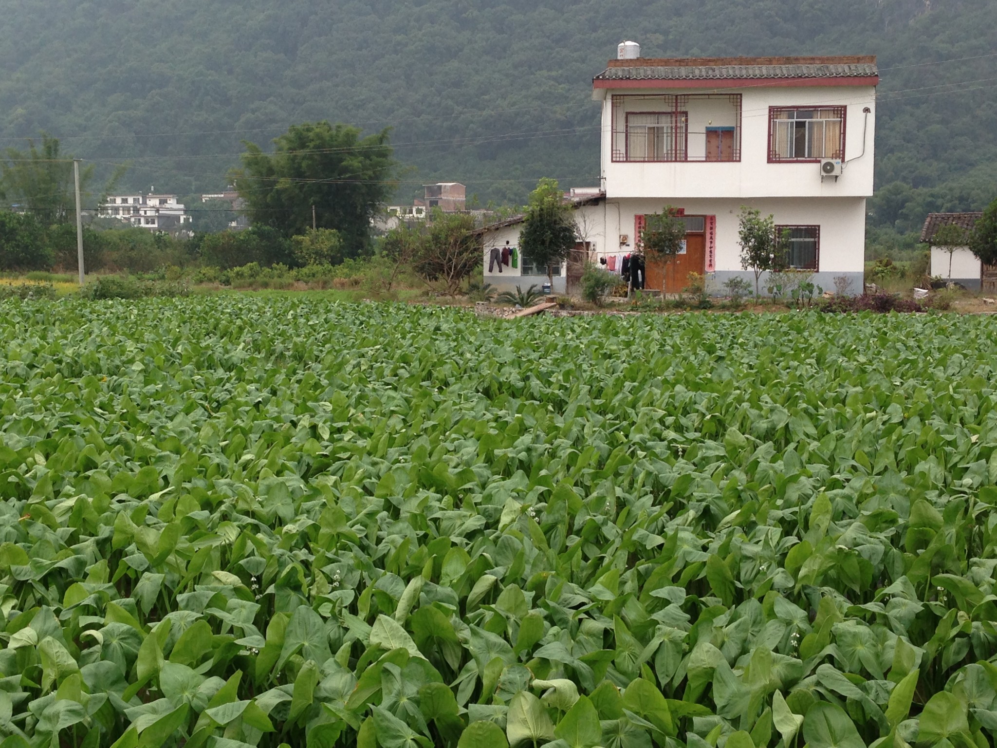 骑行阳朔留公村,龙潭村