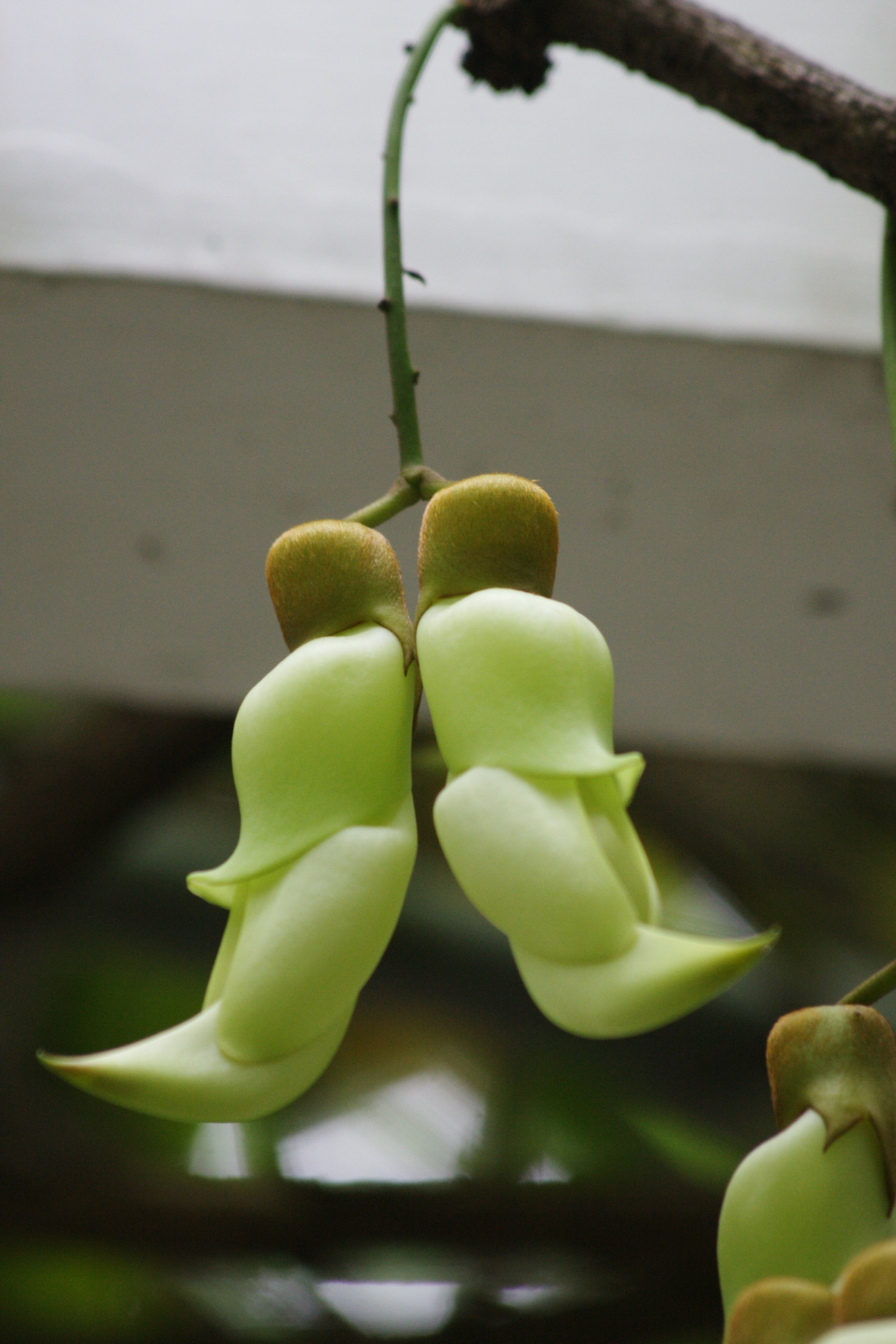 【赏花赏花,近距离观赏禾雀花】活动汇报 - 马蜂窝