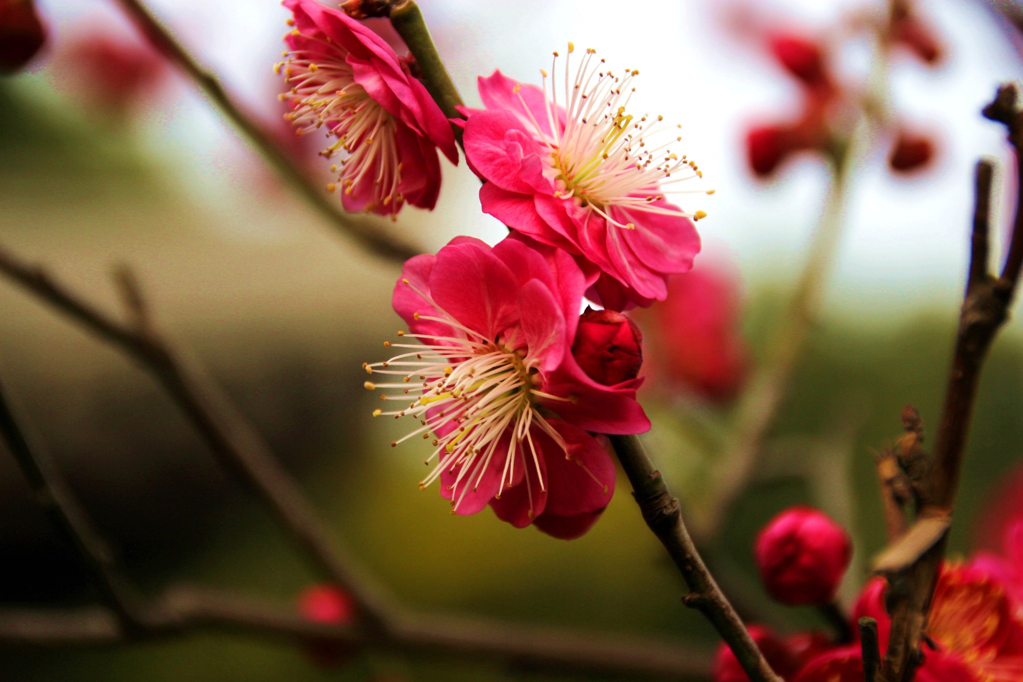梅花怒放古漪园