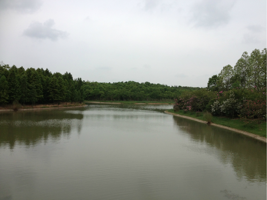 奉賢海灣國家森林公園