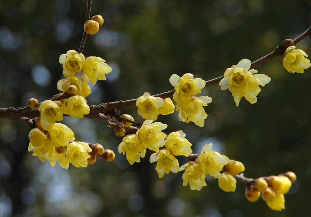 一抹冷香俏寒枝