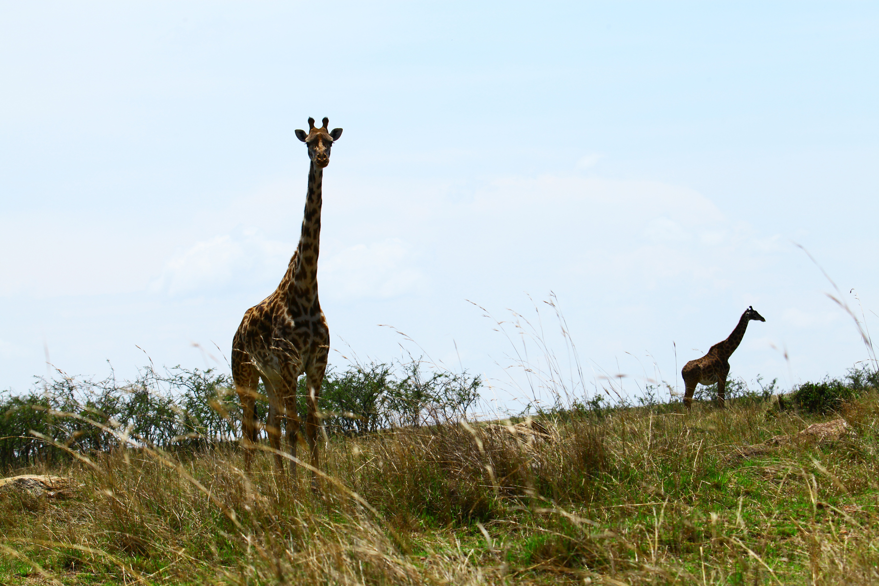 可爱的长颈鹿(马赛马拉)