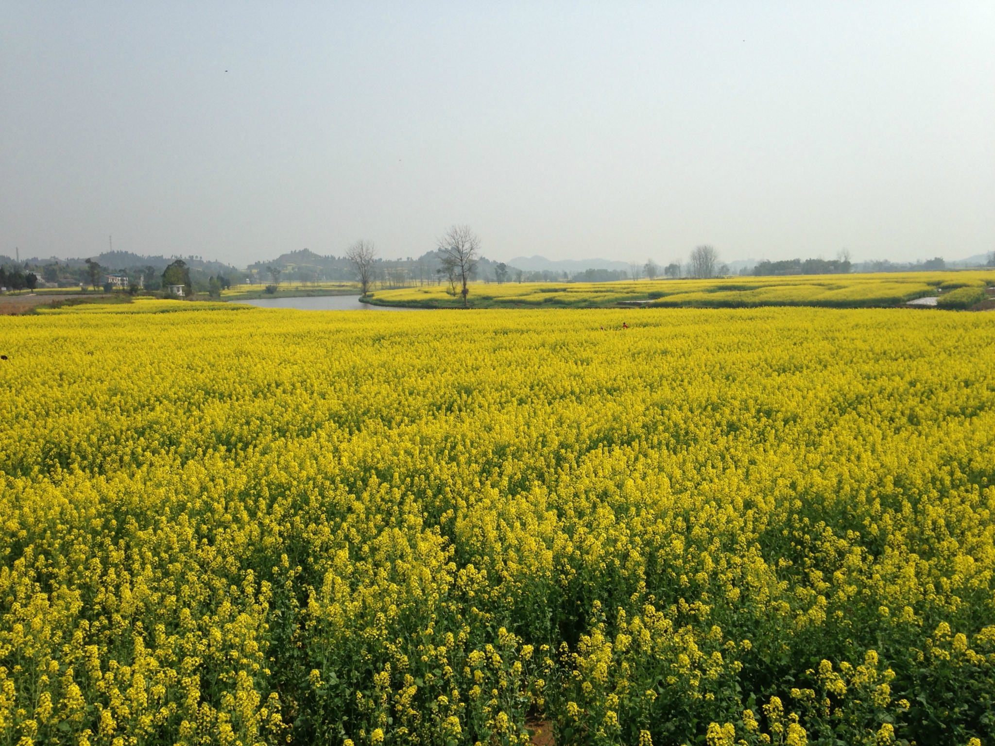 潼南油菜花,2018潼南油菜花什麼時候開