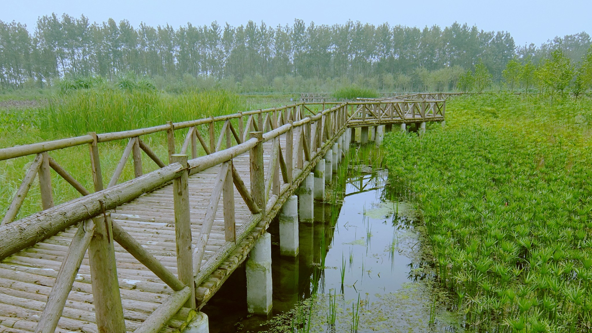 云桥湿地