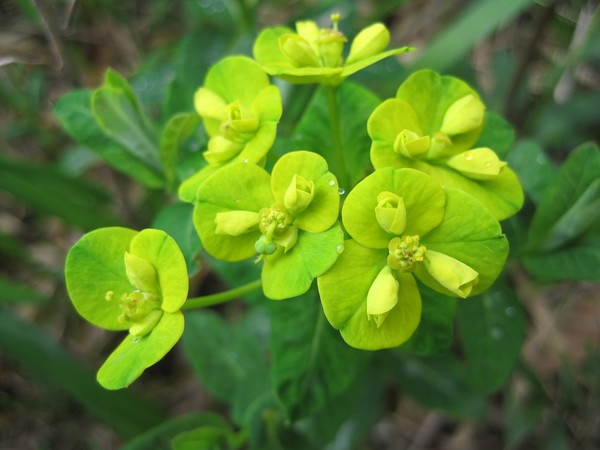 广西桂林【猫儿山】旅游攻略,最详尽版