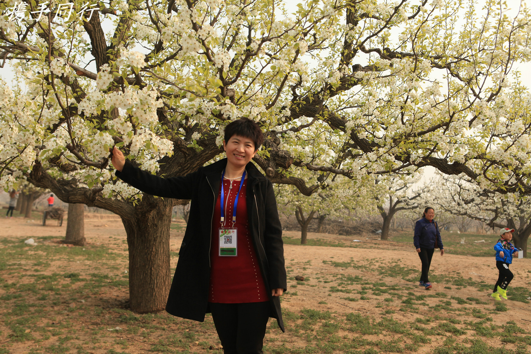 2015.04.11 大興龐各莊鎮梨花村萬畝梨園 廊坊九天休閒谷