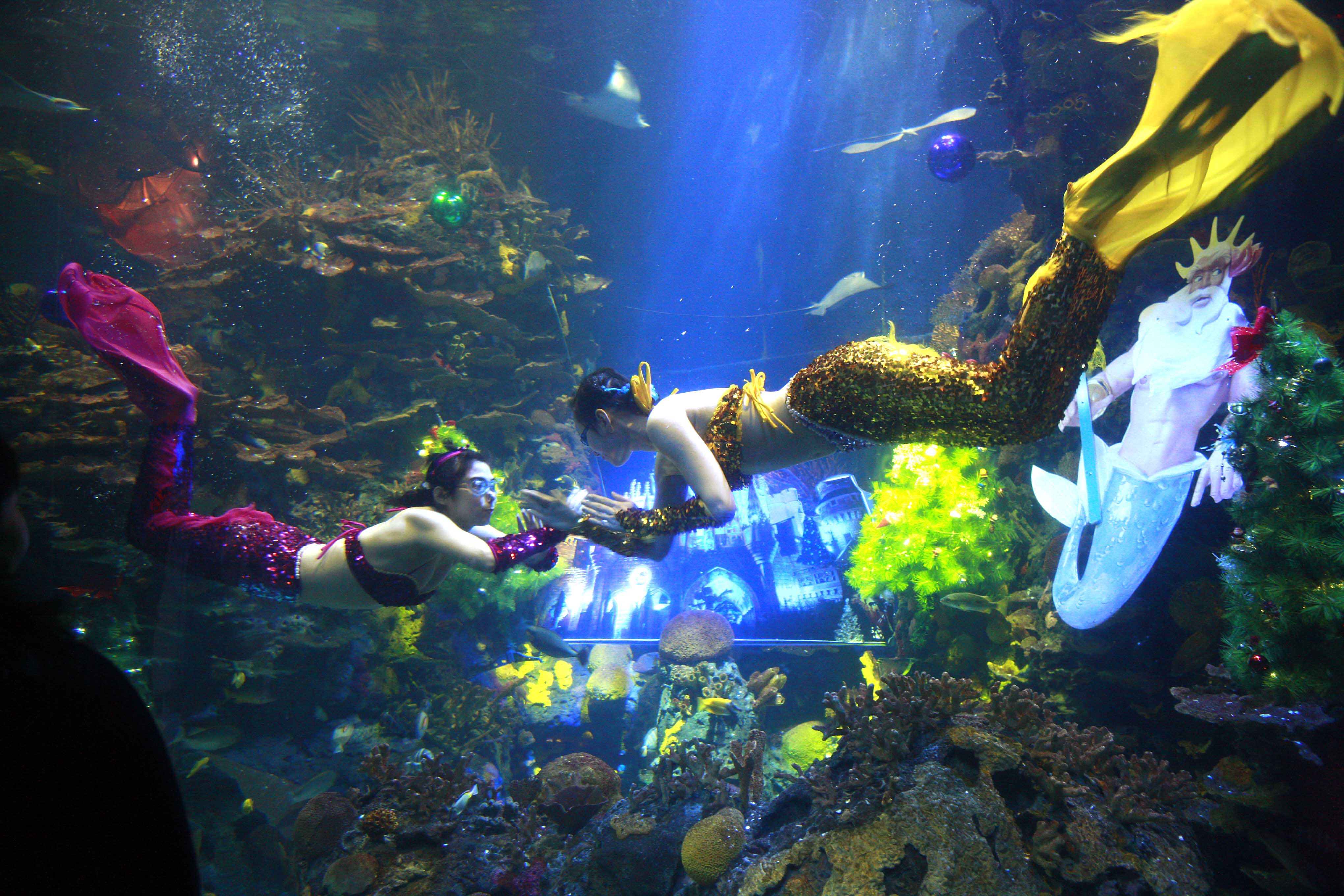 上海长风海洋世界成人票(扫码快速入园),马蜂窝自由行 - 马蜂窝自由行