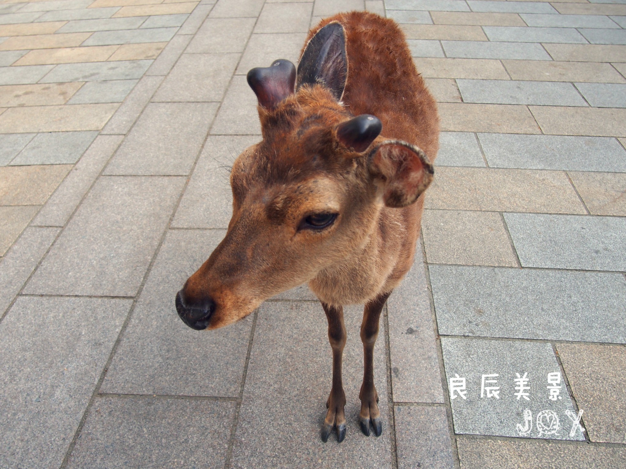 京都自助遊攻略