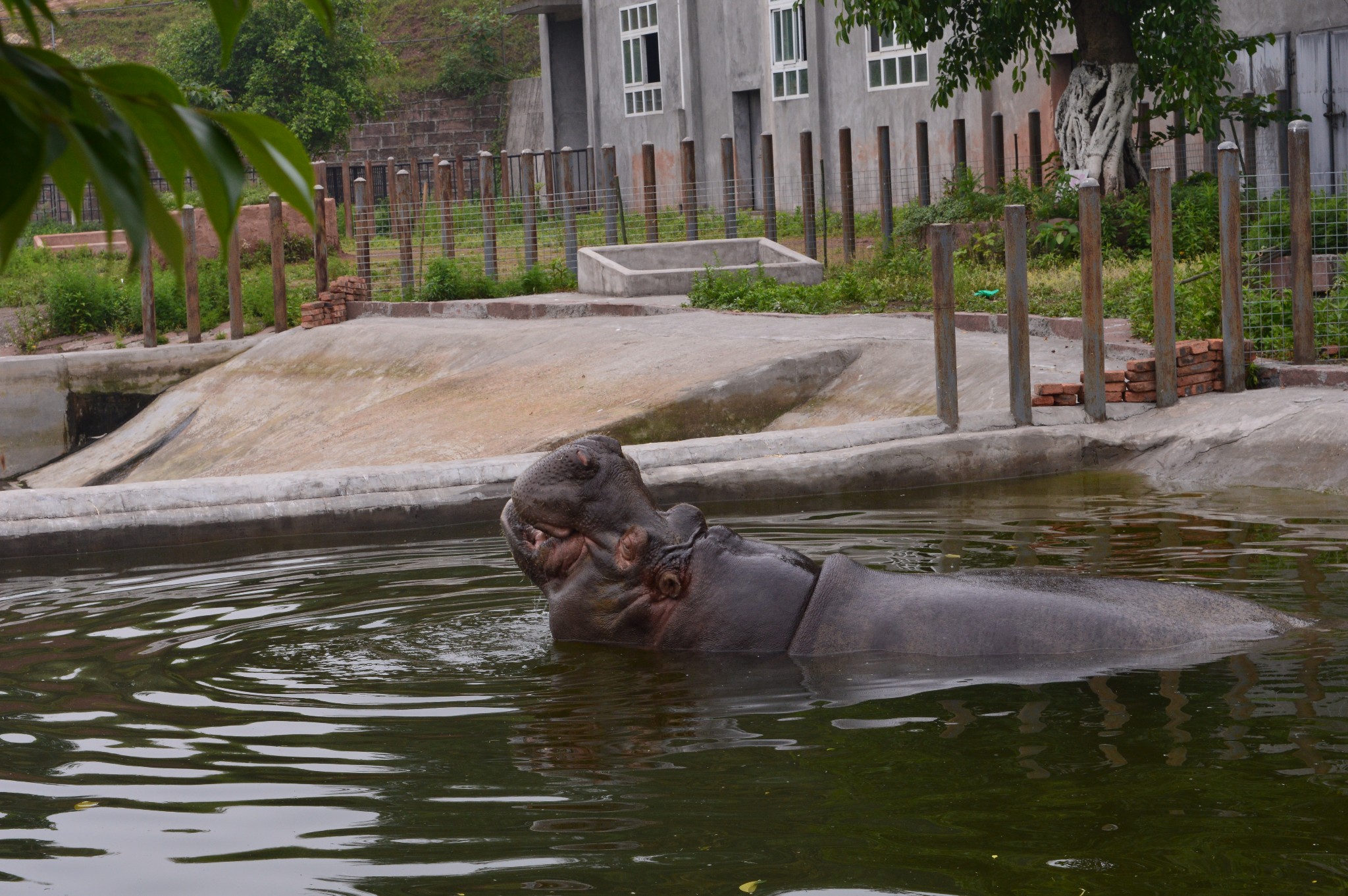 成長曆程1:重慶永川野生動物園 樂和樂都一日遊