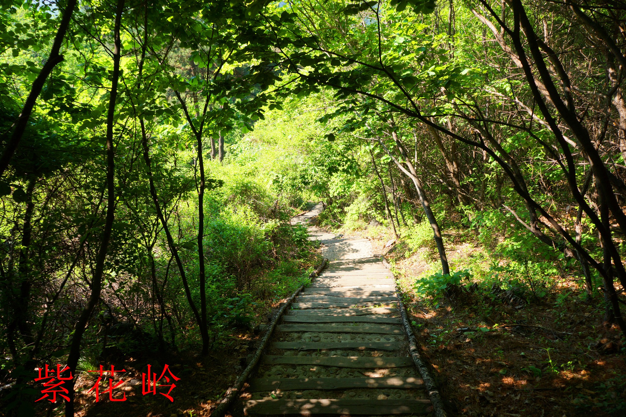 撫順紫花嶺風景區遊記