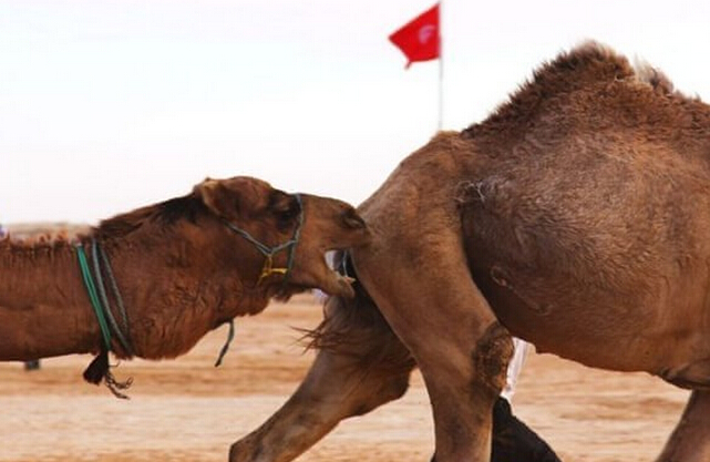 突尼斯的斗骆驼大赛,够喧嚣!