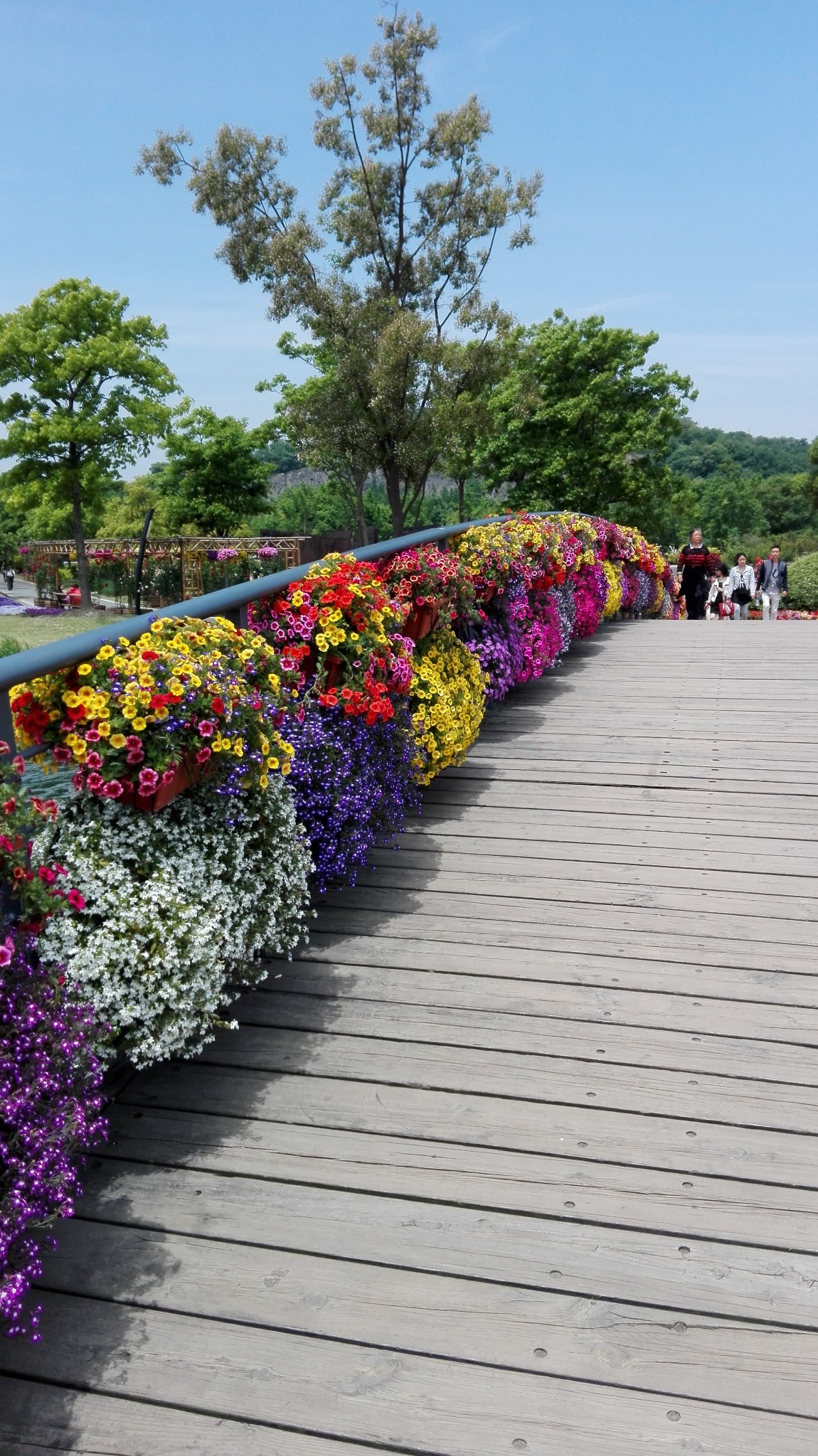 立夏中的五彩繽紛——上海辰山植物園