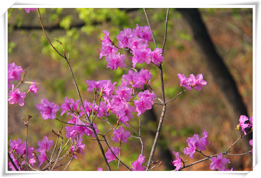 蒙山杜鹃花图片