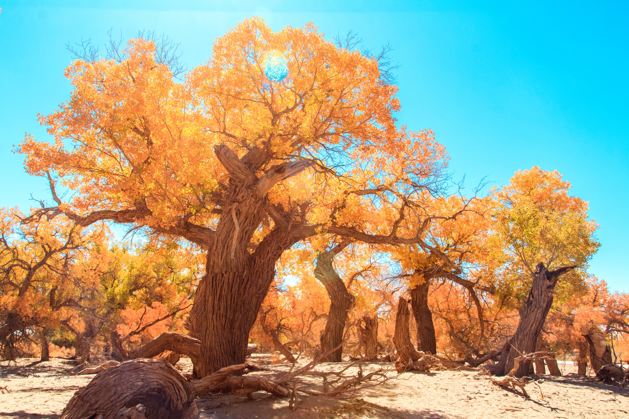 秋季旅行游玩推荐 额济纳胡杨林门票 景区内车票