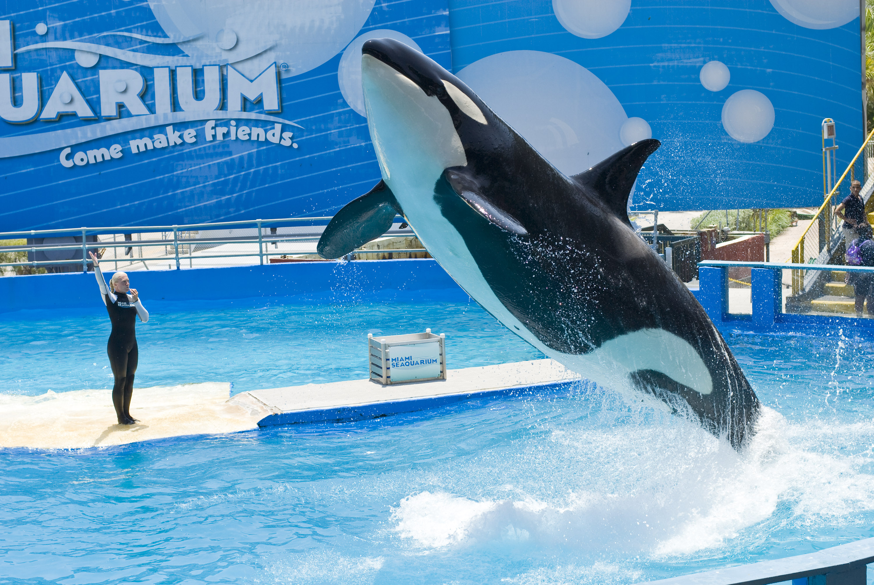 迈阿密水族馆图片