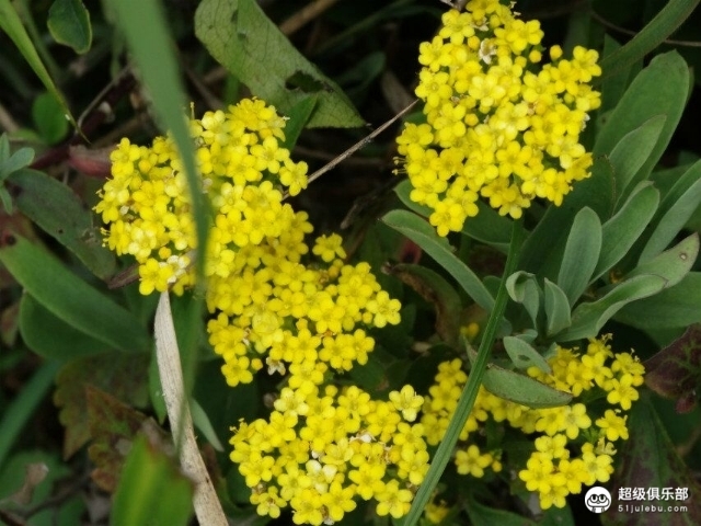 游记#花果满山 - 马蜂窝