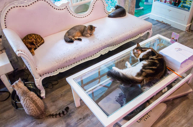 2016泰国特色主题动物咖啡店