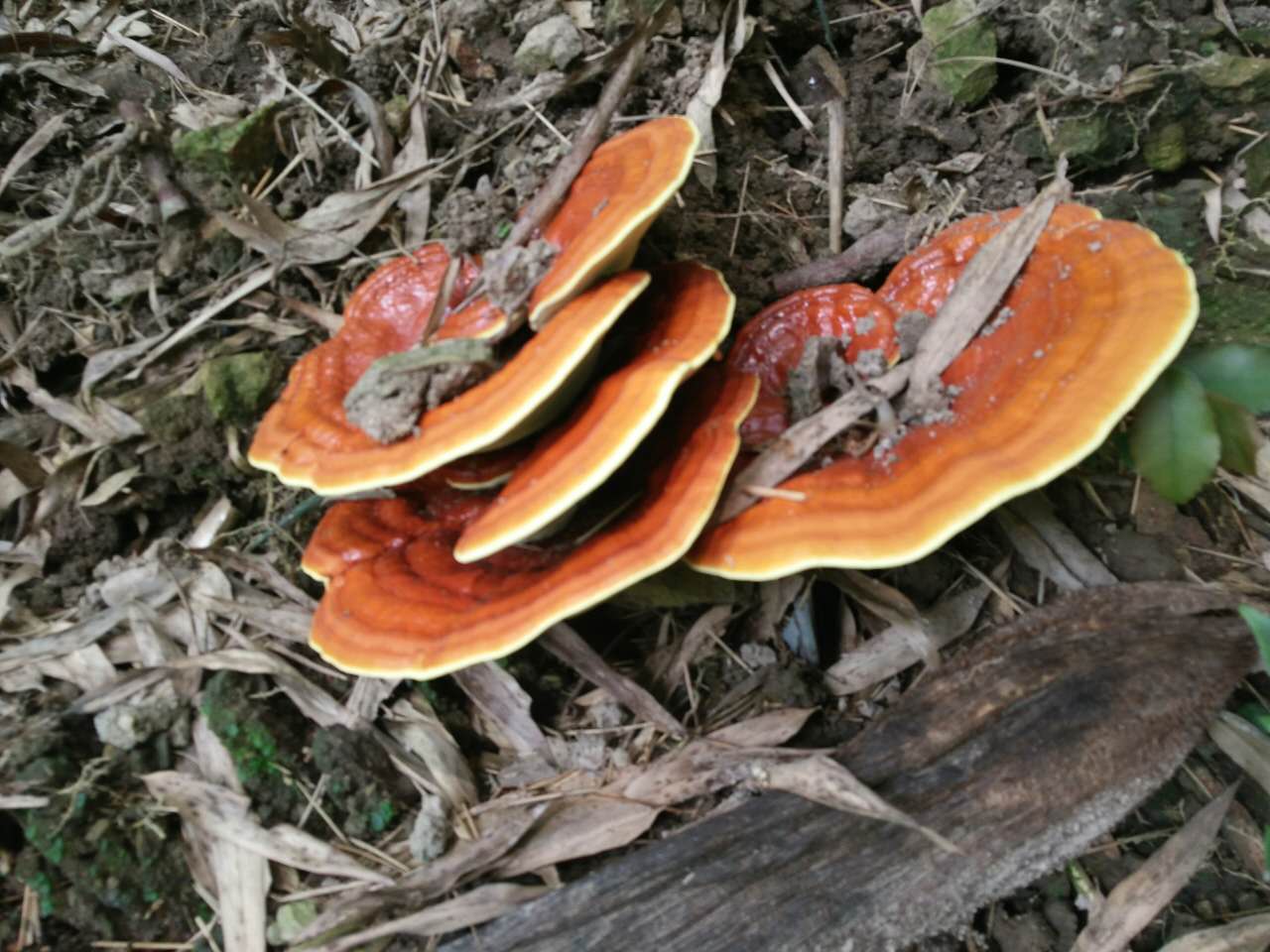 中国宣砚之乡中国灵芝之乡旌德