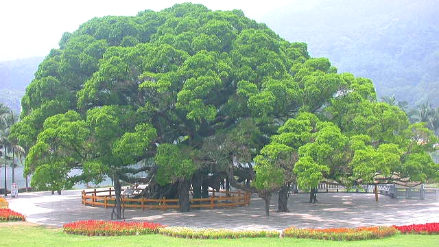 重庆渝高公园图片