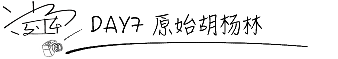 DAY7 原始胡杨林 DAY7 原始胡杨林