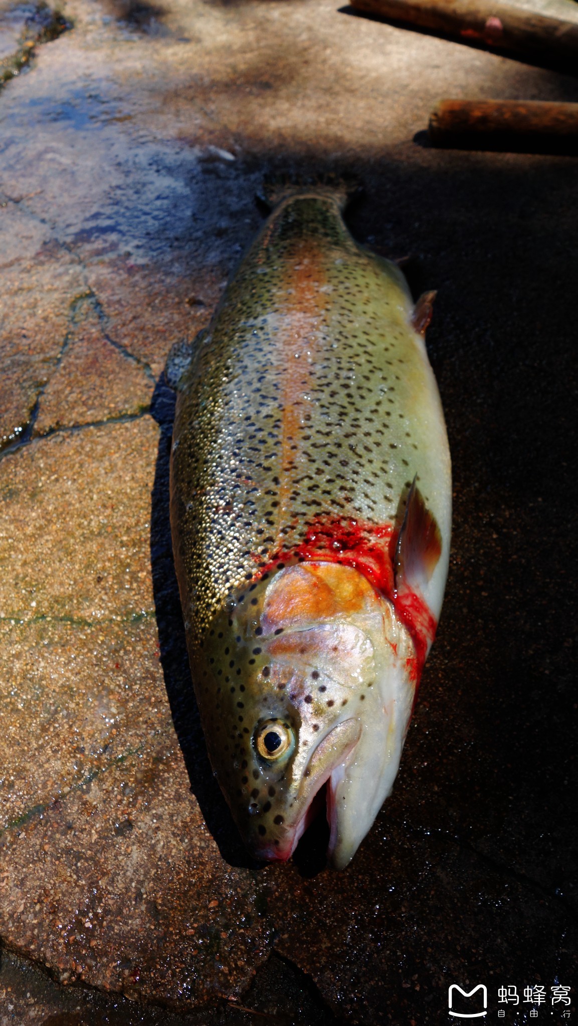 中朝边境小城集安游记之二 —— 长白山冷水鱼