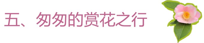 五、匆匆的赏花之行 五、匆匆的赏花之行