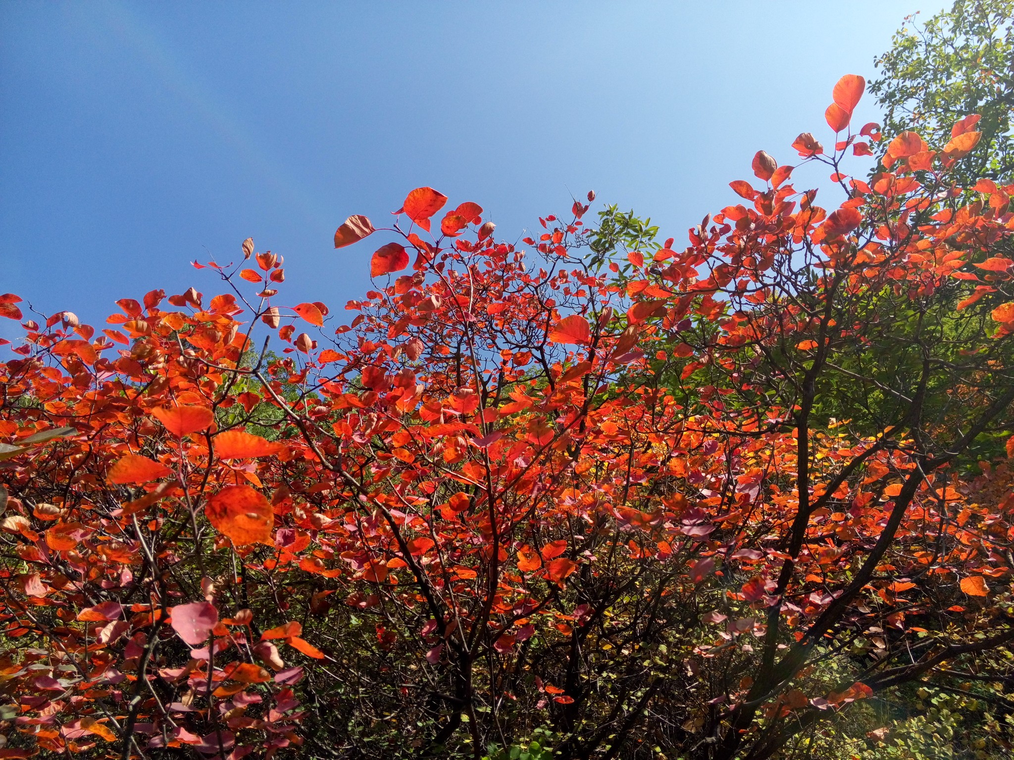 又是一年叶红时--山西黎城羊大垴