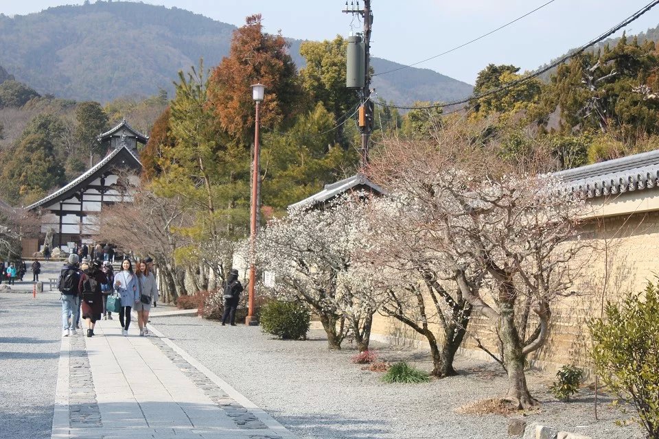 日本15日 (大阪京都奈良富士山東京箱根)