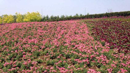 大连英歌石植物园门票