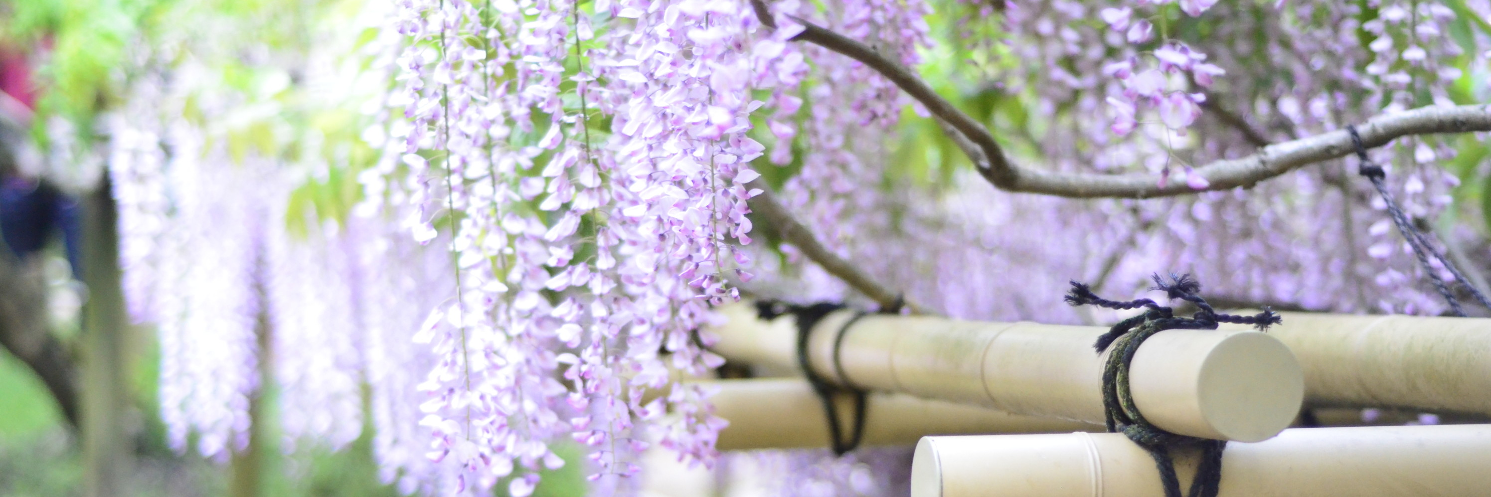 五月日本关西行 紫藤花开の夏日物语 大阪 奈良 京都 环球影城 日本旅游攻略 马蜂窝