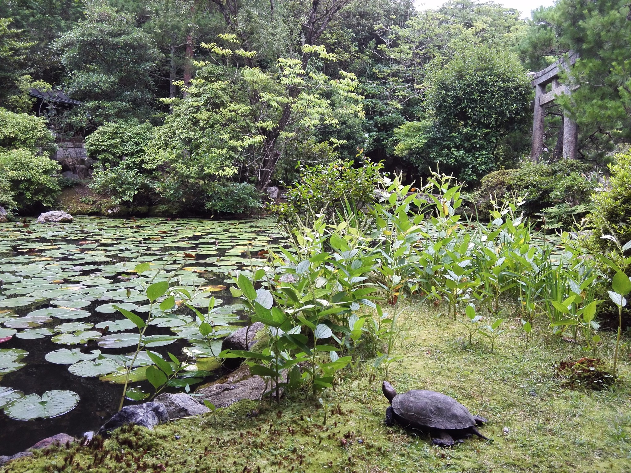 京都自助遊攻略