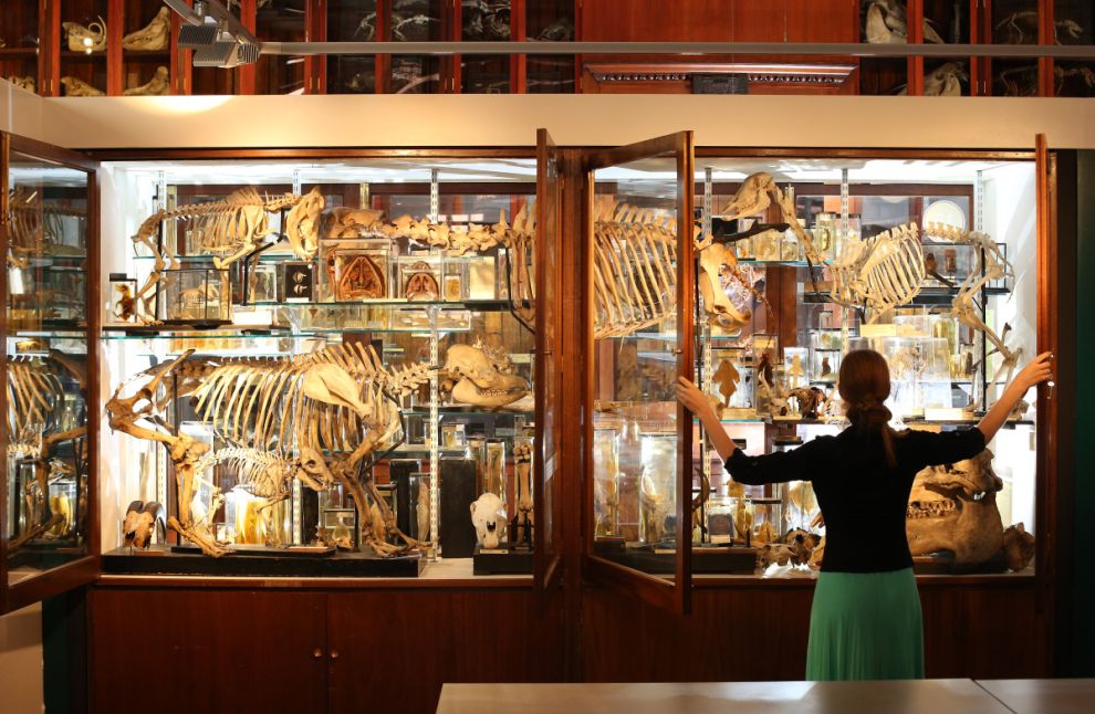 游记20:wellcome,grant museum of zoology,皮特里埃及考古博物馆