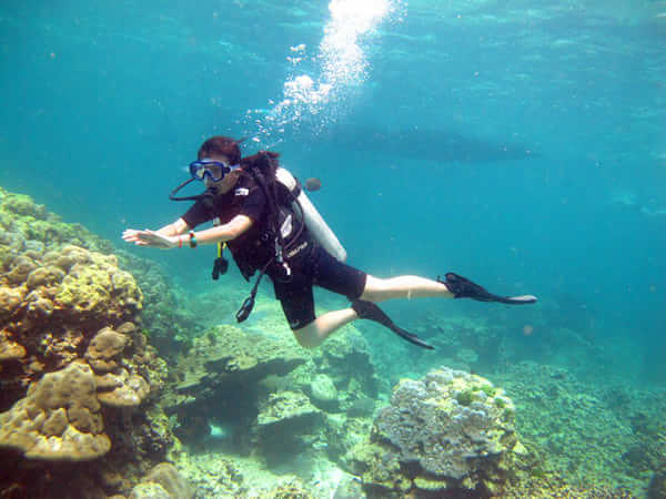 ***深潜(体验潜水/有证潜水/ow/aow考证)