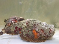 海鲜大餐 海鲜大餐