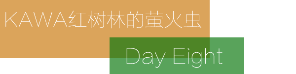 Day 8:KAWA红树林的萤火之夜 Day 8:KAWA红树林的萤火之夜