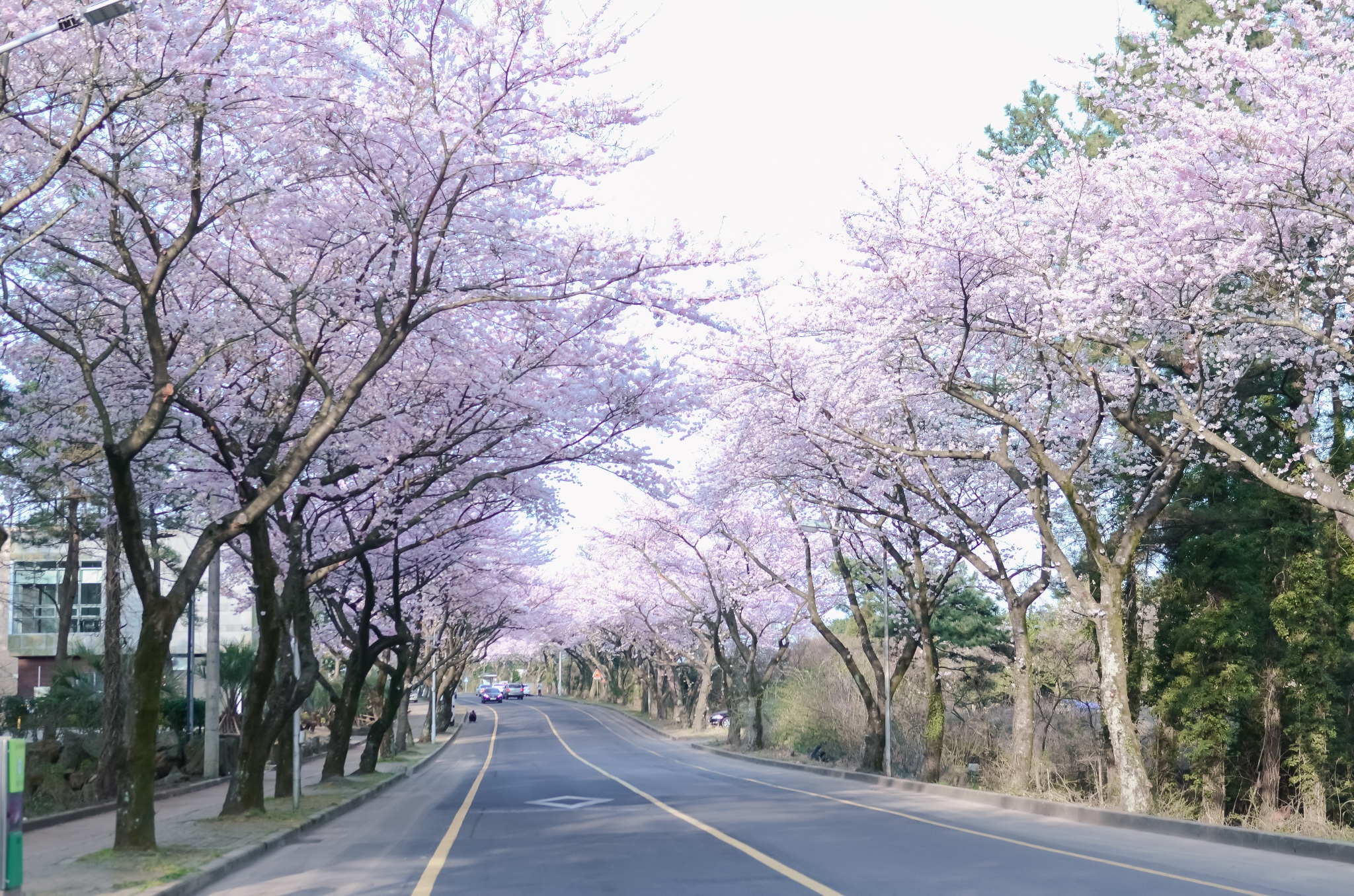 樱满济州,花开首尔