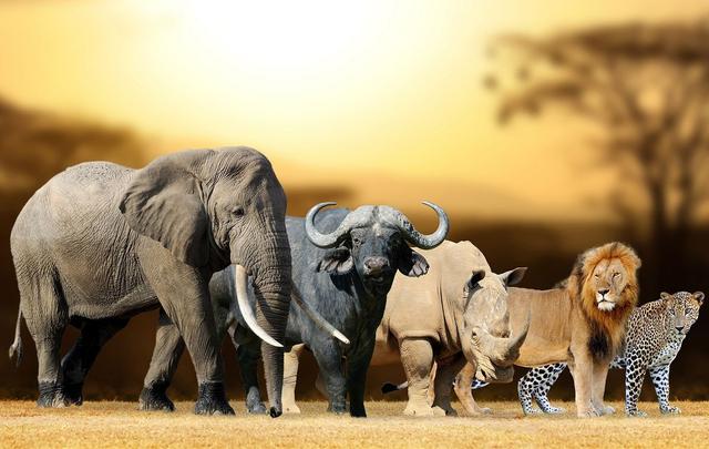 赫赫有名的"非洲五霸",科普性攻略