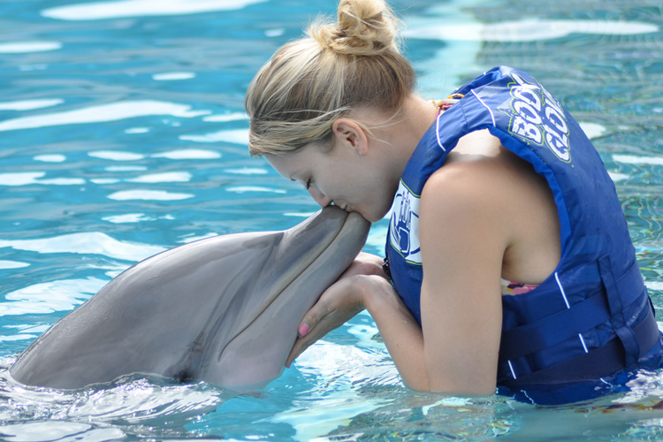 夏威夷欧胡岛海洋公园海豚体验之旅(亲子优选/海豚互动/抚摸投喂海豚