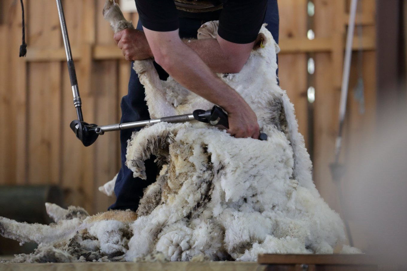 在这里你可以付费抱考拉合影,喂食袋鼠