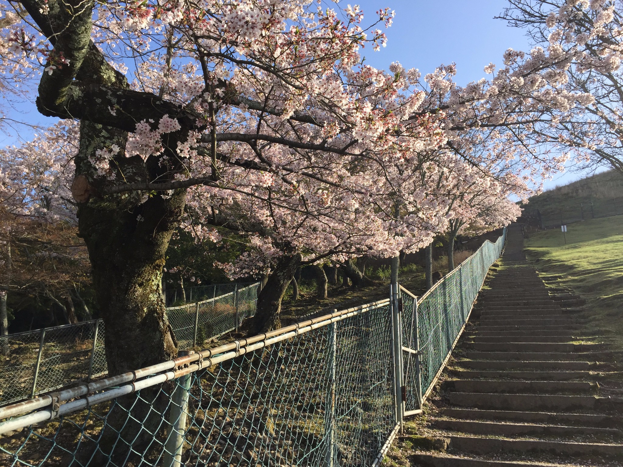 京都自助遊攻略