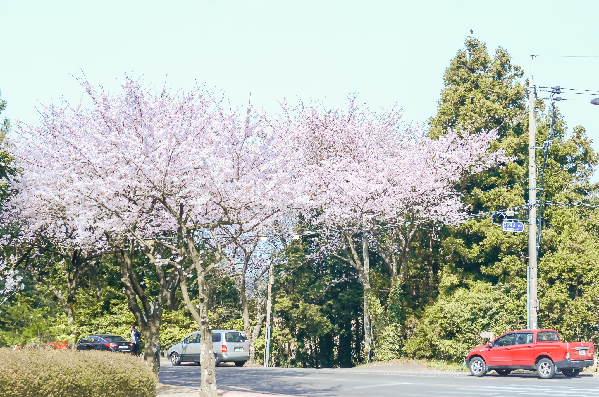 所以这里有着不同于繁忙的首尔的娴静和景色,四月初正是樱花在此开放