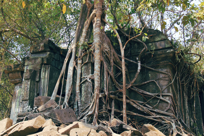 树是怎么长在石头里的 wKgBs1cVs6KAR2bWABRde_UwghI62.jpeg?imageView2%2F2%2Fw%2F680%2Fq%2F90