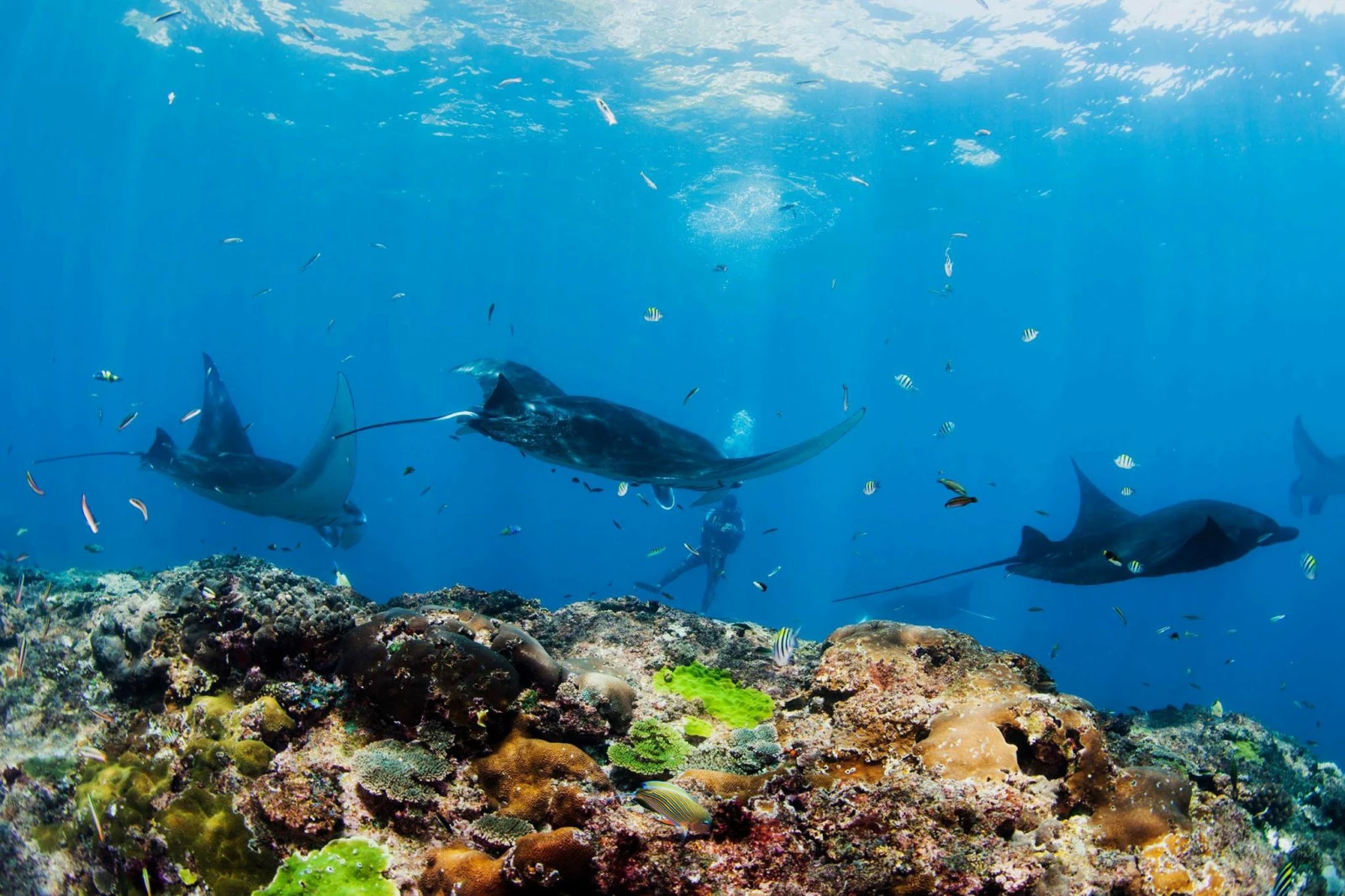 四种姿势玩转梦一样的蓝梦岛