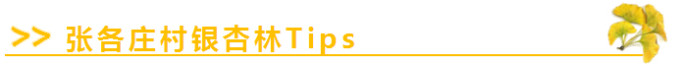 张各庄村银杏林Tips 张各庄村银杏林Tips