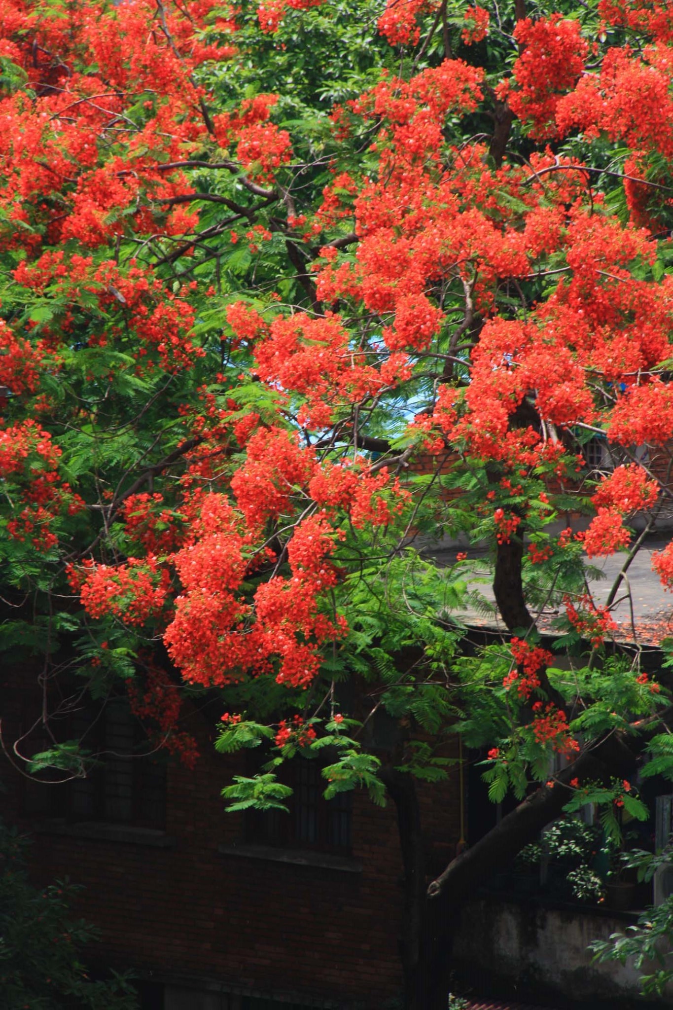 火凤丹龙 —— 广州纯阳观凤凰花特辑