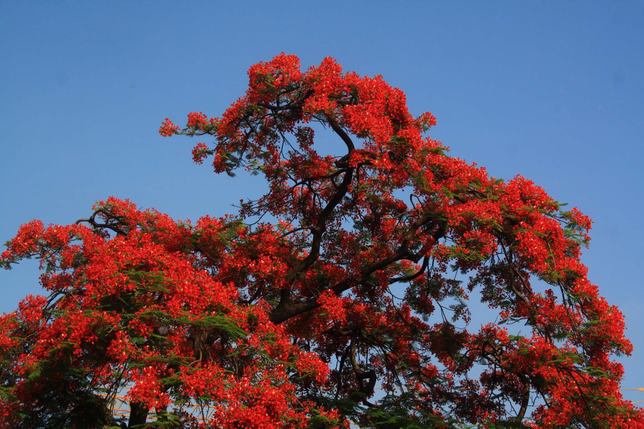 火凤丹龙 —— 广州纯阳观凤凰花特辑