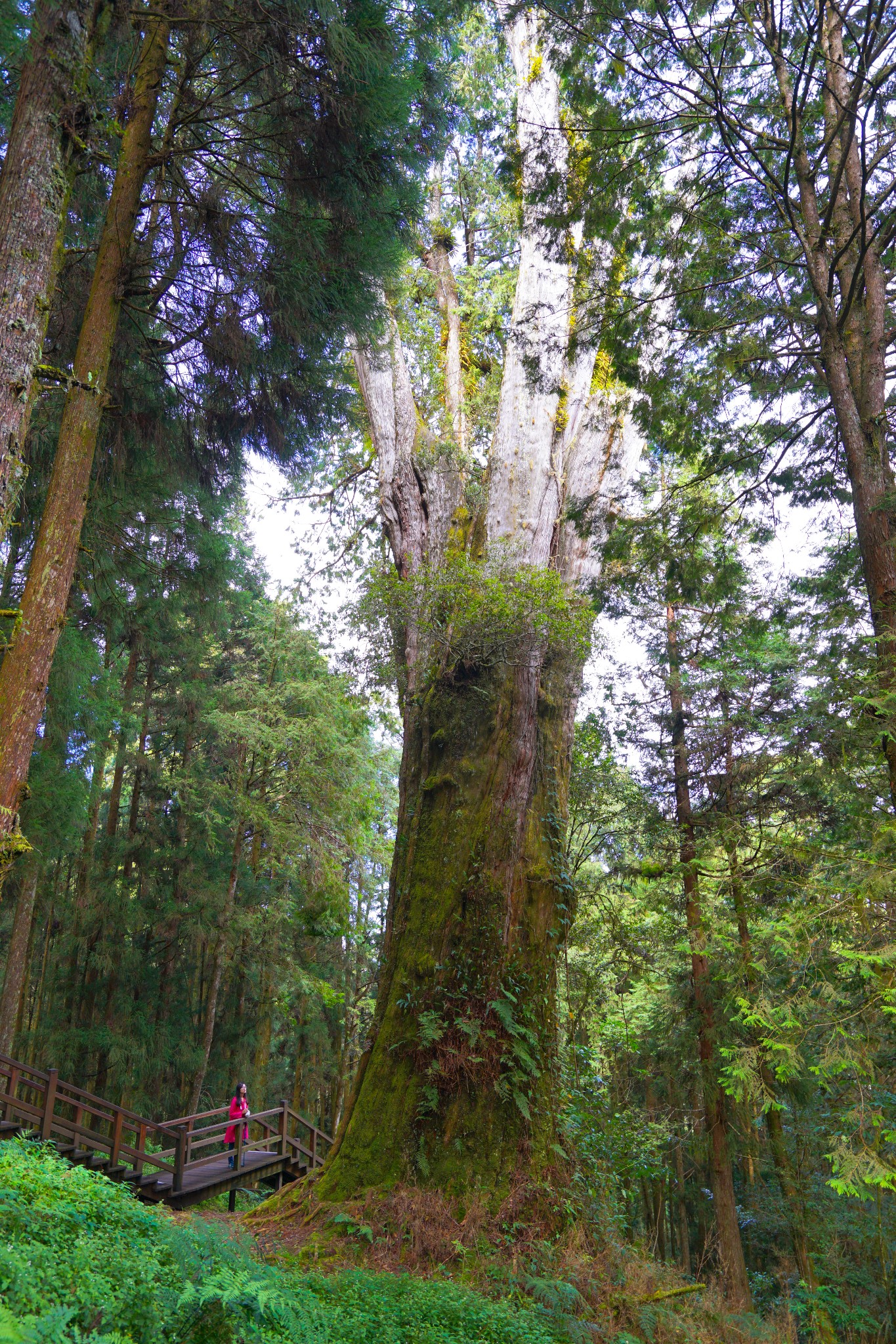 阿裡山自助遊攻略