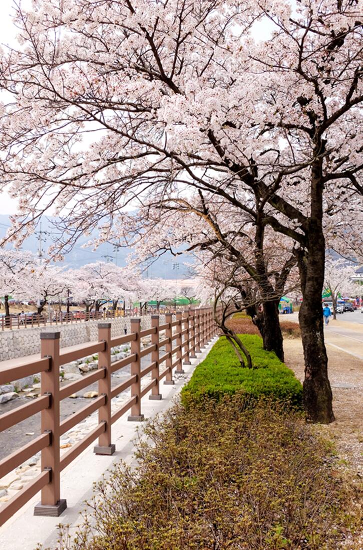 去韩国庆尚北道龟尾静静感受樱花之美