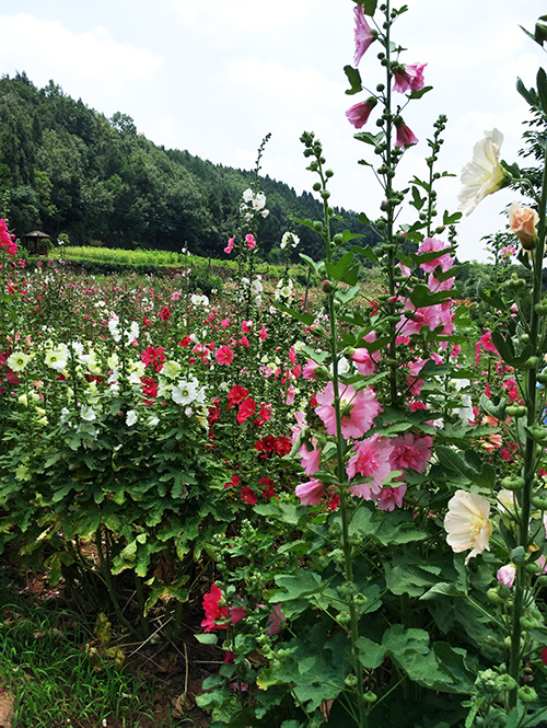 鲜花山谷在四川金堂
