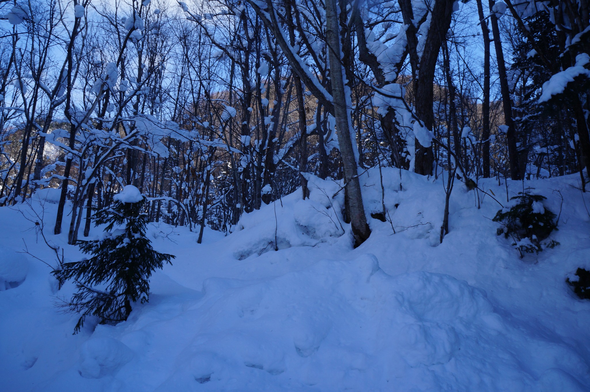 星榆葉葉晝離披,雲粉千重凝不飛----全家人生第一次觀大雪之北海道行